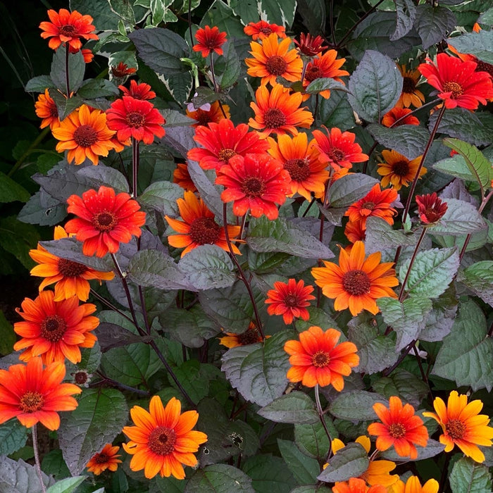 Heliopsis-Bleeding Hearts - G1