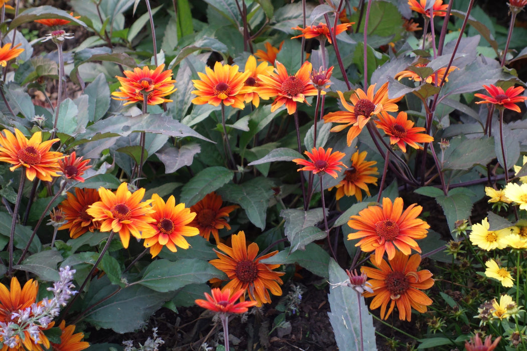 Heliopsis-Fire Twister - G1