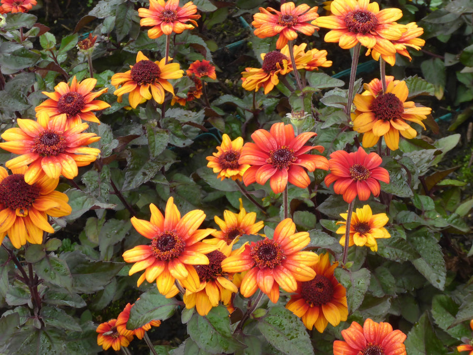 Heliopsis-Luna Roja - G1