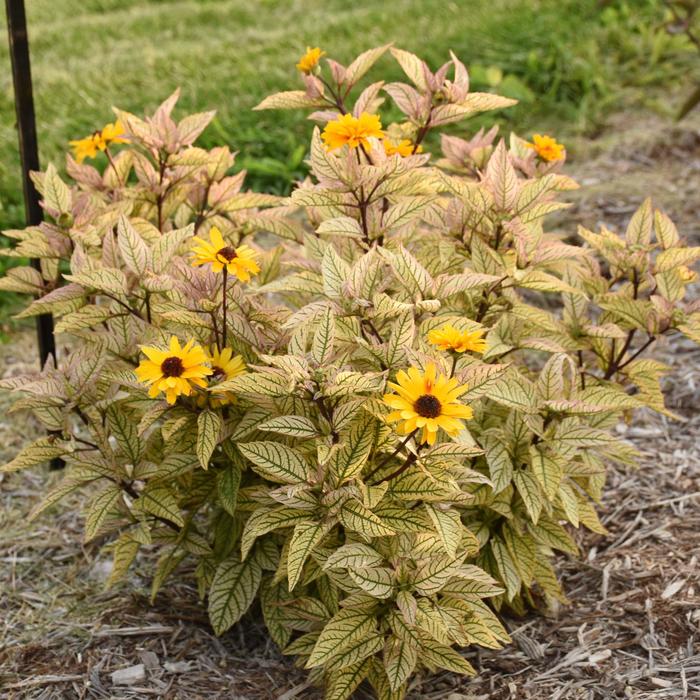 Heliopsis-Touch of Blush - G1