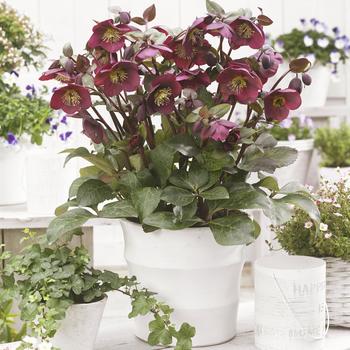 Helleborus-Anna's Red - G1
