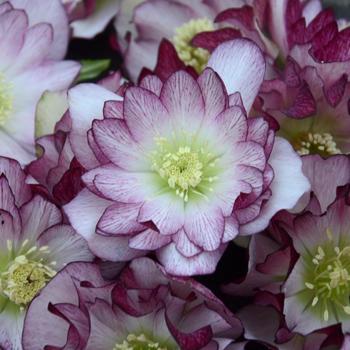 Helleborus-Blushing Bride. - G1