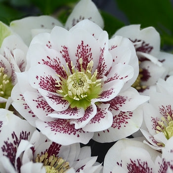 Helleborus-Confetti Cake - G1