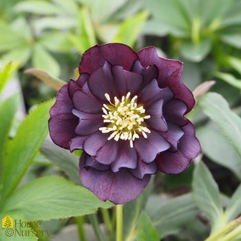Helleborus-Dark / Handsome - G1