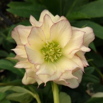 Helleborus-First Dance - G1