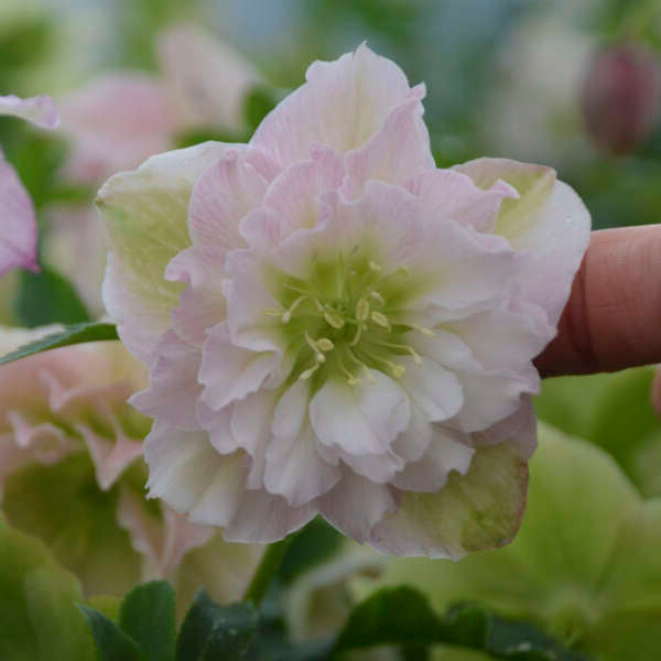 Helleborus-Flower Girl - G1