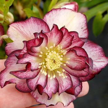 Helleborus-Garnet Frills - G1