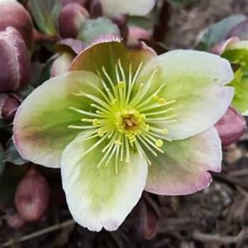 Helleborus-Ivory Prince - G1