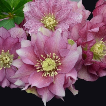 Helleborus-Maid of Honor - G1
