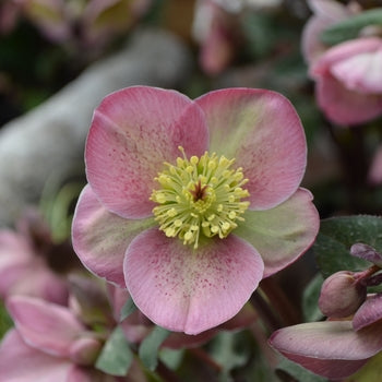 Helleborus-Pippa's Purple - G1