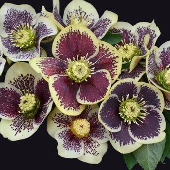 Helleborus-Rio Carnival - G1