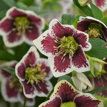 Helleborus-Romantic Get. - G1