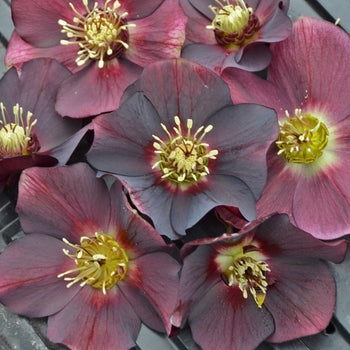Helleborus-Rome in Red - G1