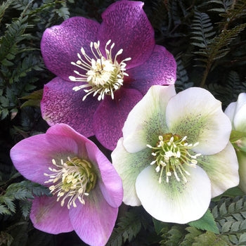 Helleborus-Royal Heritage - G1