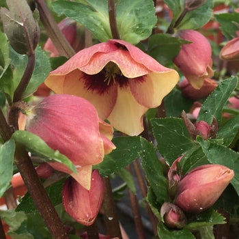 Helleborus-Sandy Shores - G1