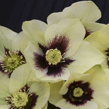Helleborus-Spanish Flare - G1