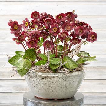Helleborus-Vibey Velvet - G1
