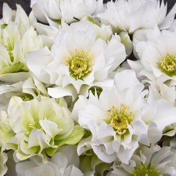 Helleborus-Wedding Bells - G1