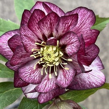 Helleborus-Whirlwind Romance - G1