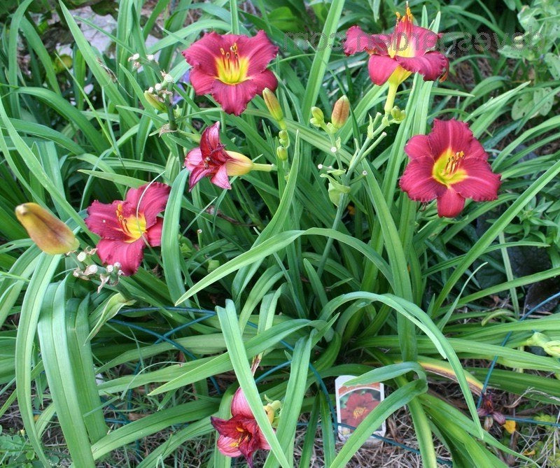 Hemer-Ruby Stella - G1