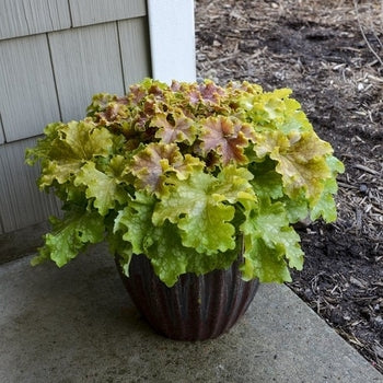 Heuchera-Apple Twist - G1