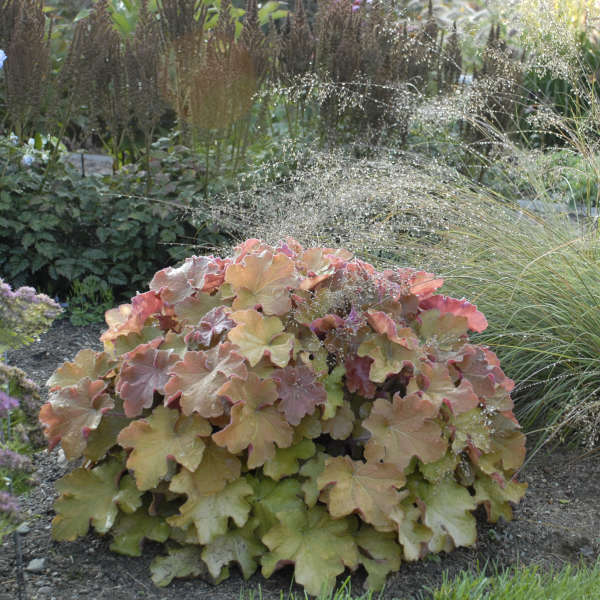 Heuchera-Caramel - G1