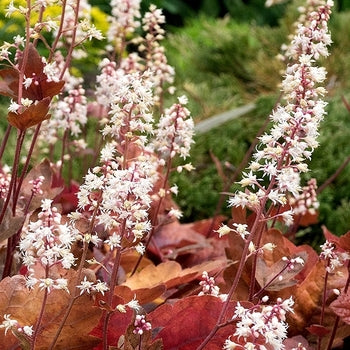 Heuchera-Caramel - G1