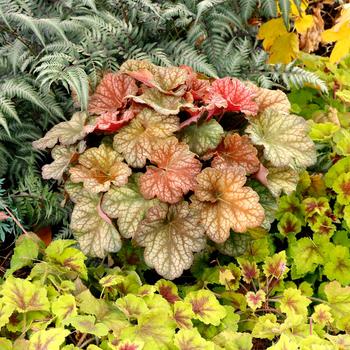 Heuchera-Changling - G1