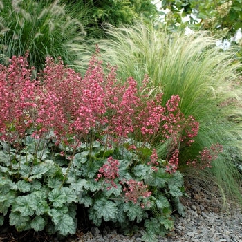 Heuchera-City Paris - G1