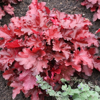 Heuchera-Forever Red - G1