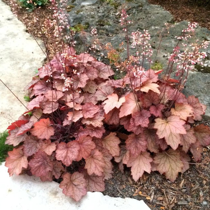 Heuchera-Georgia Peach - G1