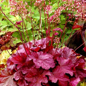 Heuchera-Berry Smoothie - G1