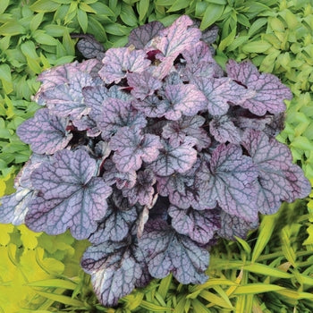 Heuchera-Grape Expectations - G1