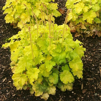 Heuchera-Lemon Love - G1
