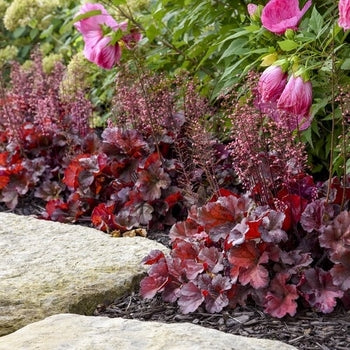 Heuchera-Mahagany Monster - G1