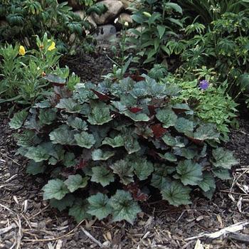 Heuchera-Palace Purple - G1