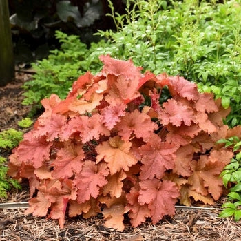 Heuchera-Peachberry Ice - G1