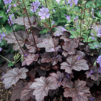 Heuchera-Plum Pudding - G1