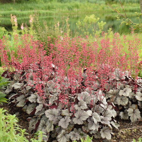Heuchera-Silver Gumdrop - G1