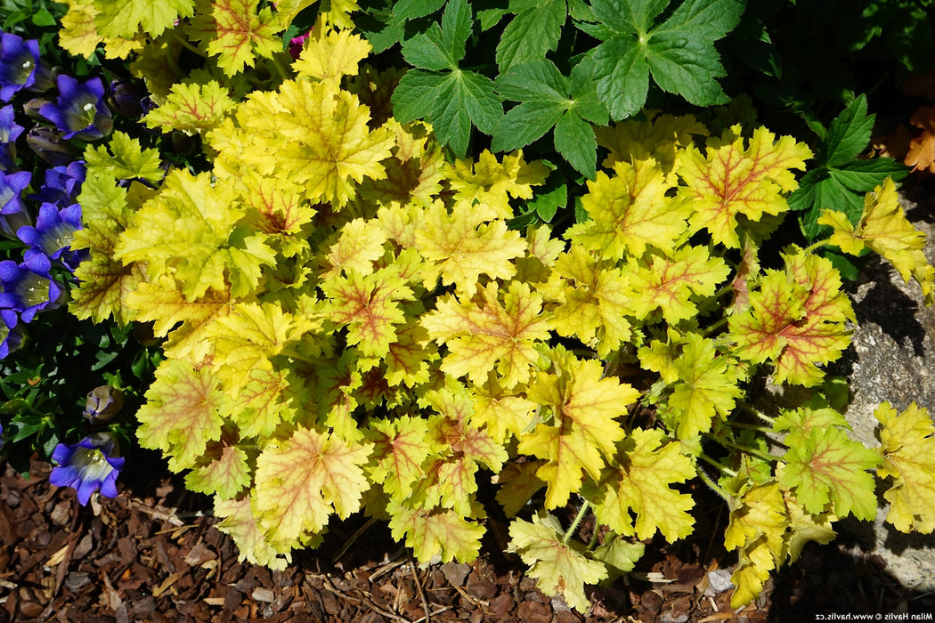 Heuchera-Summer Splash. - G1