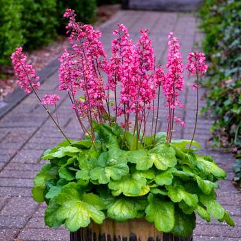 Heuchera-Timeless Glow - G1