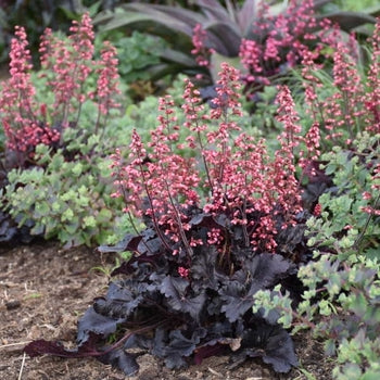 Heuchera-Timeless Night - G1