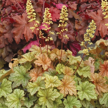 Heuchera-Topaz Jazz - G1