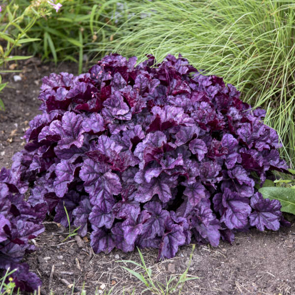 Heuchera-Wildberry - G1