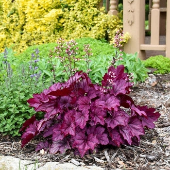 Heuchera-Wild Rose - G1