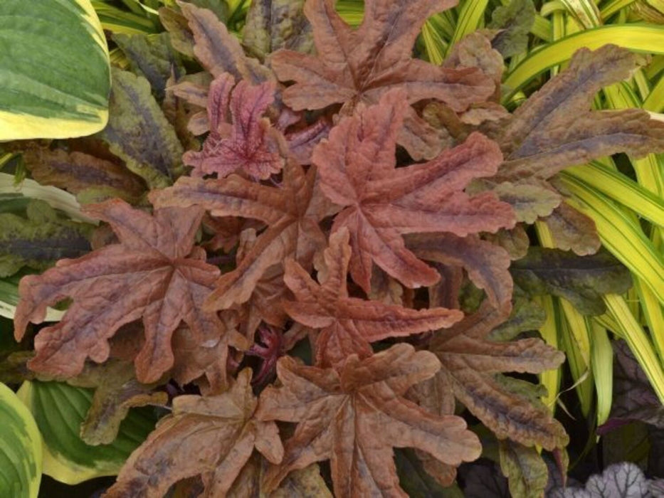 Heucherella-Red Rover - G1