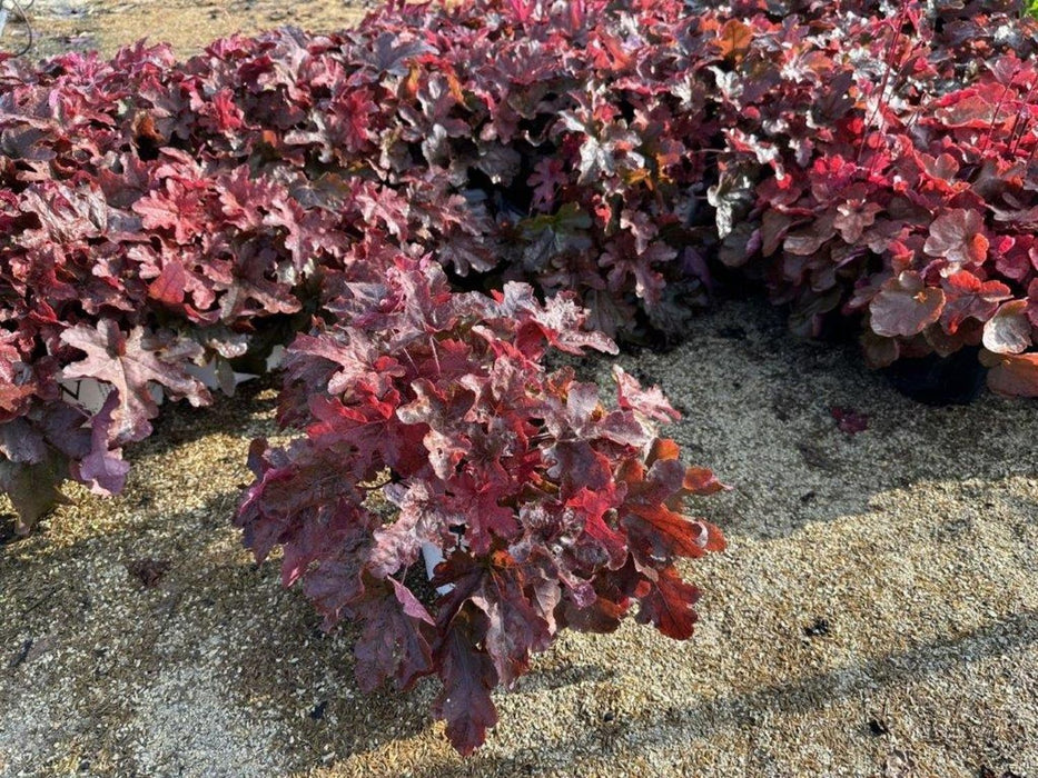 Heucherella-Red Rover - G1