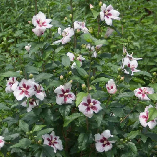 Lil Kim Hibiscus 2 Gallon