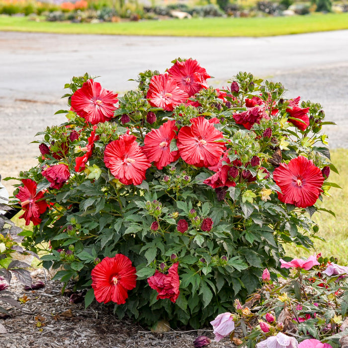 Hibiscus-Garnet Globes - G2/G3