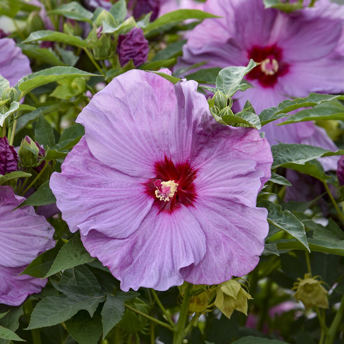 Hibiscus-Lilac Crush - G2/G3